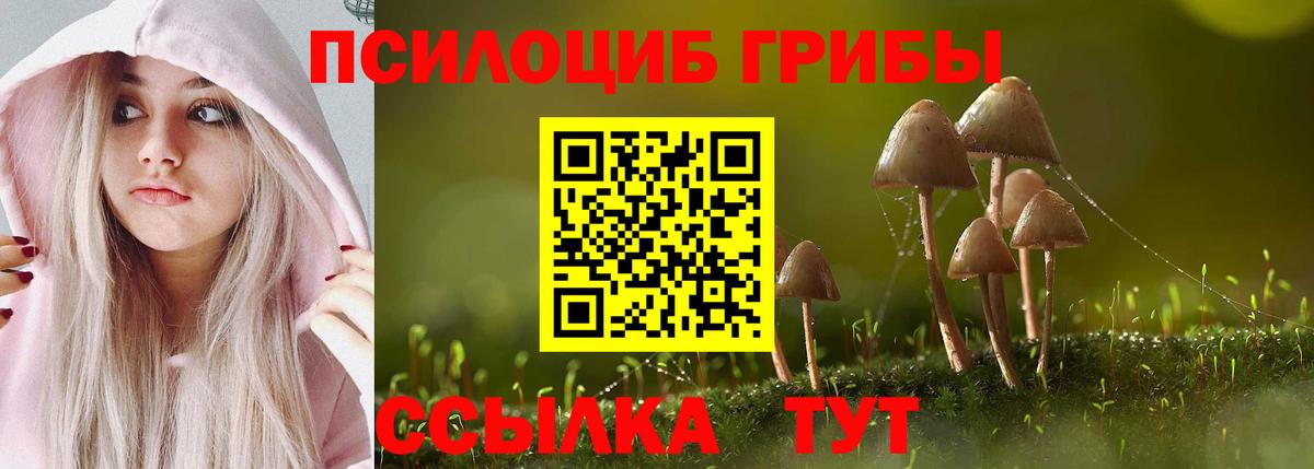 Сокол  Псилоцибиновые грибы Psilocybe  Вход с VPN 